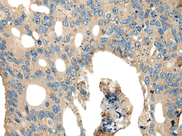 Rabbit Polyclonal Antibody to SLC3A2
