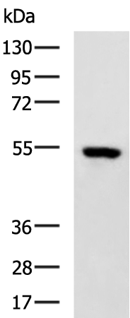 MIER1