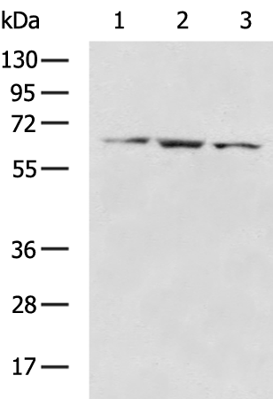 SLC22A24