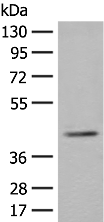 ERGIC3