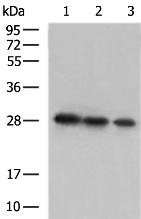 SARS-CoV-2 S2