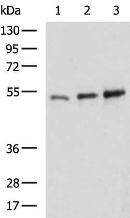 SARS-CoV-2 N