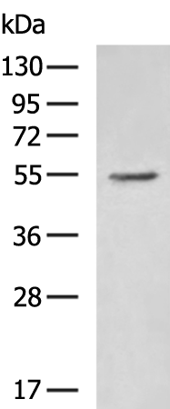HBP1