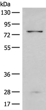 CNOT10