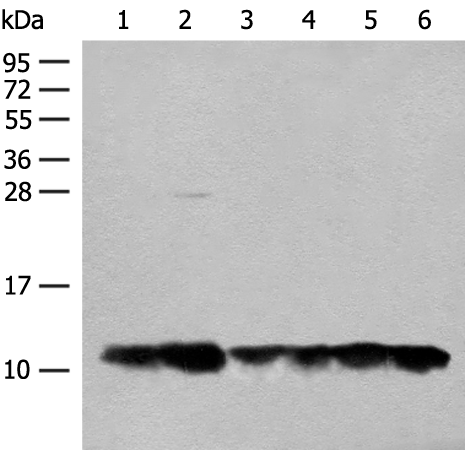 ATP5MG