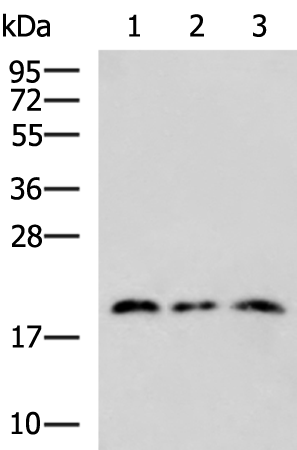 RPL28