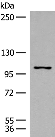 RNF111