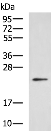 PTP4A3