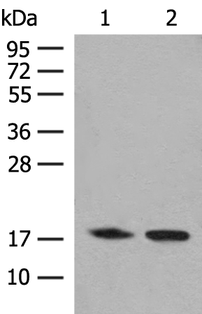 C8orf44