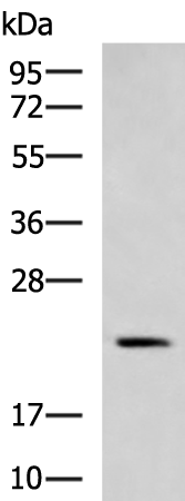 MED28