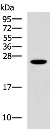 GSTZ1