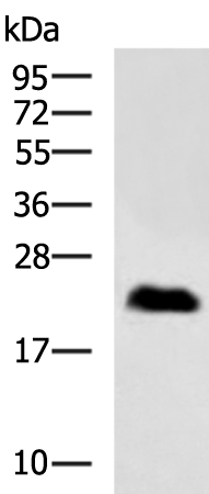 HPRT1