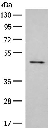 SCRN2