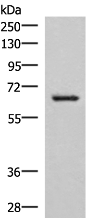 NRBP1