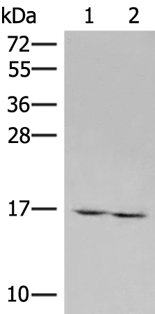 RNF24