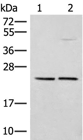 DNAJC12