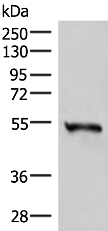 RETREG1