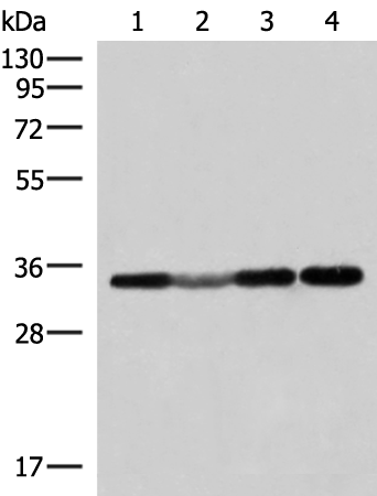 ECH1