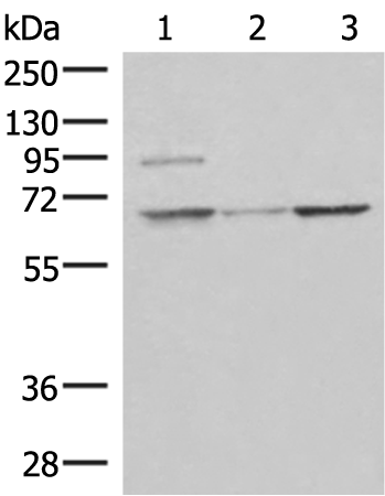C19orf57