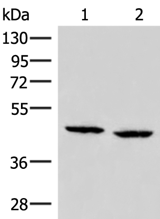 ZFYVE27