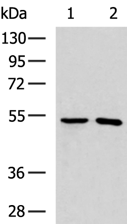 TRMT12
