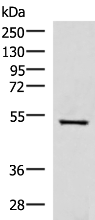 FDXR
