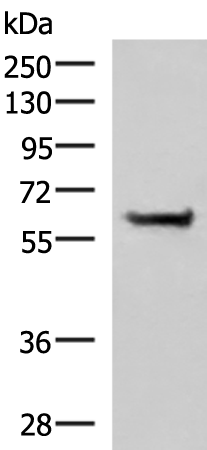 PPP2R1A