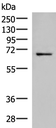 GSPT2