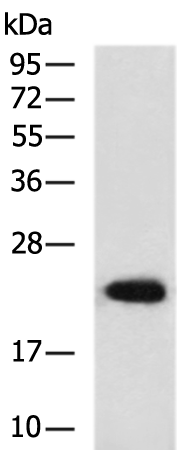 TNNI1