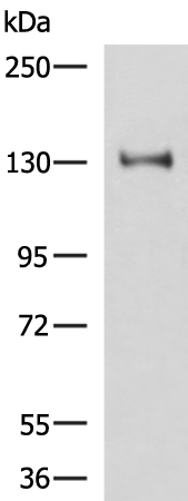 PRPF40A