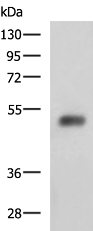 SLC30A6