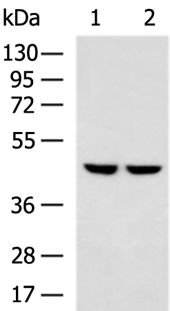 PTPA