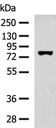 SSH3