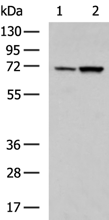 EFCAB7
