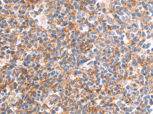 CMTR2