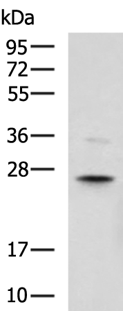 GSTM1
