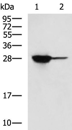 FKBP3