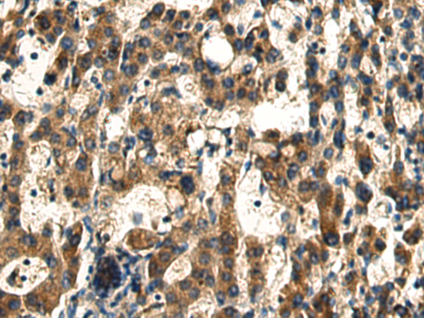 DNAJC24