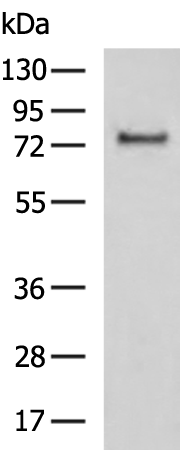 FBXO42
