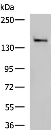 DHX57