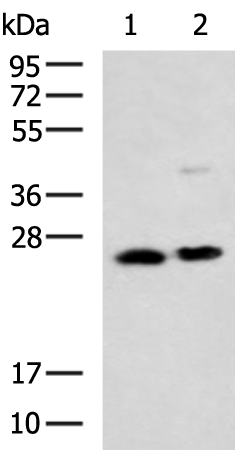 GSTM5