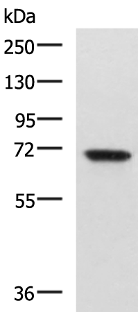 EBF3