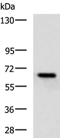 KBTBD8