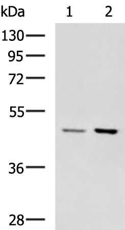 GSDMA