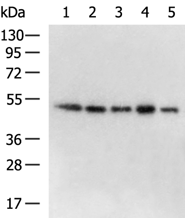 ATXN10