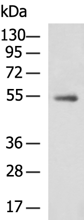 ZNF639