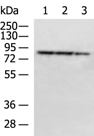 PTCD3