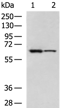PGM1