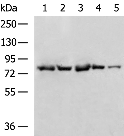 RHPN2