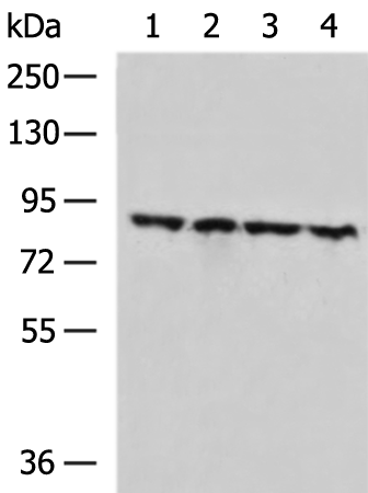 ZNF184